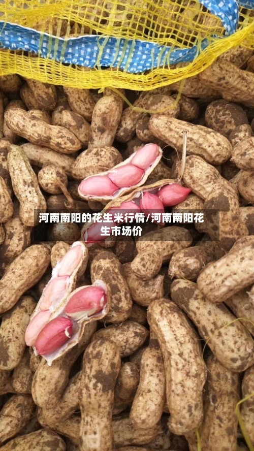 河南南阳的花生米行情/河南南阳花生市场价-第2张图片