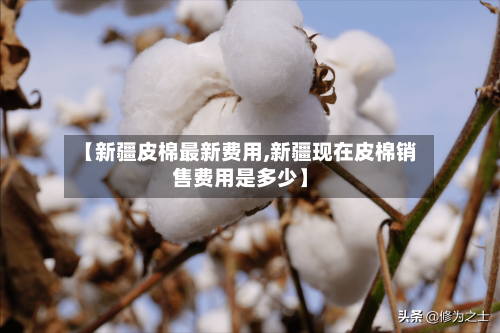【新疆皮棉最新费用,新疆现在皮棉销售费用是多少】