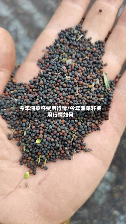 今年油菜籽费用行情/今年油菜籽费用行情如何