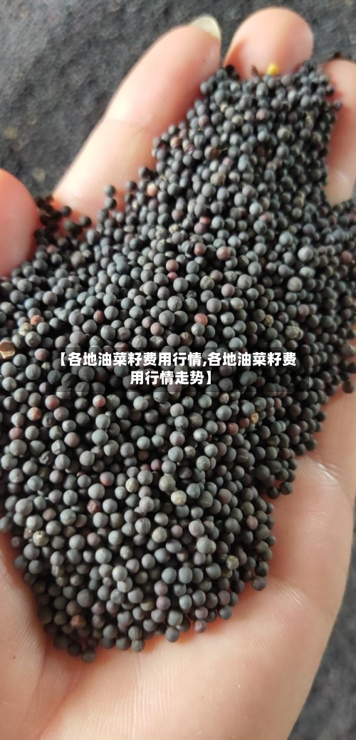 【各地油菜籽费用行情,各地油菜籽费用行情走势】