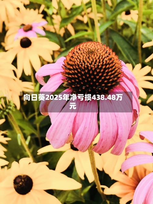 向日葵2025年净亏损438.48万元