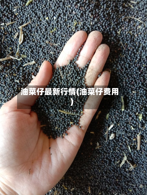 油菜仔最新行情(油菜仔费用)-第2张图片
