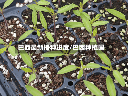 巴西最新播种进度/巴西种植园