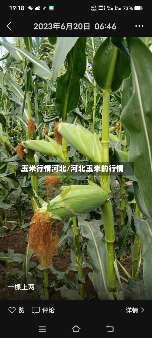 玉米行情河北/河北玉米的行情