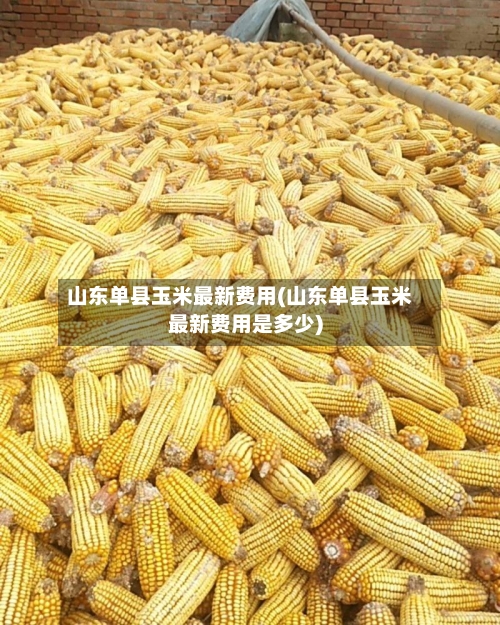 山东单县玉米最新费用(山东单县玉米最新费用是多少)