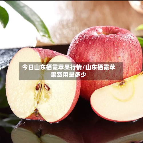 今日山东栖霞苹果行情/山东栖霞苹果费用是多少