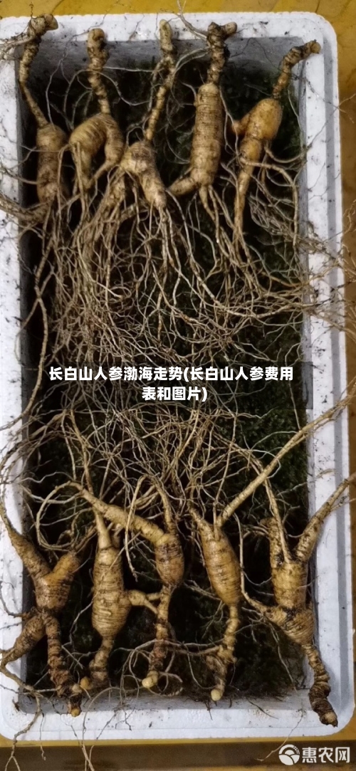 长白山人参渤海走势(长白山人参费用表和图片)
