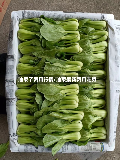 油菜了费用行情/油菜最新费用走势-第1张图片