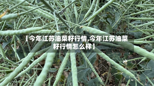 【今年江苏油菜籽行情,今年江苏油菜籽行情怎么样】-第3张图片