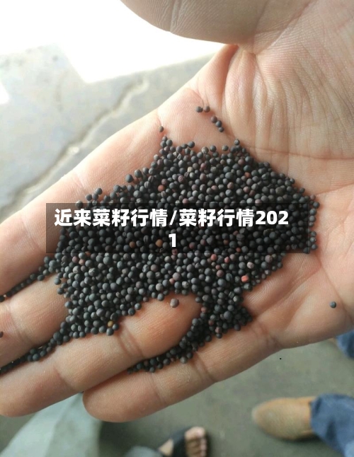 近来菜籽行情/菜籽行情2021-第2张图片