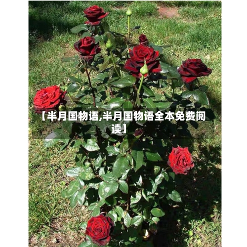 【半月国物语,半月国物语全本免费阅读】