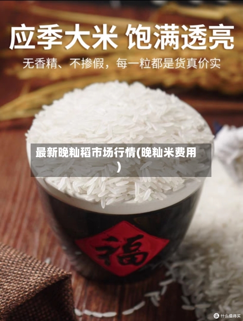 最新晚籼稻市场行情(晚籼米费用)