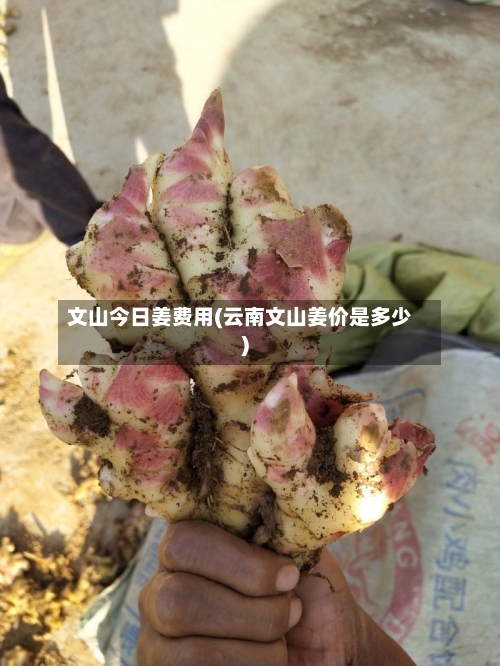 文山今日姜费用(云南文山姜价是多少)-第2张图片