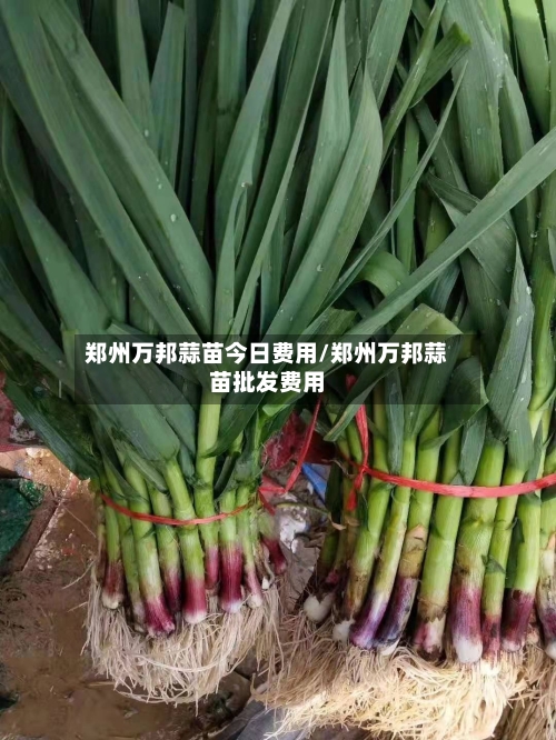 郑州万邦蒜苗今日费用/郑州万邦蒜苗批发费用-第3张图片