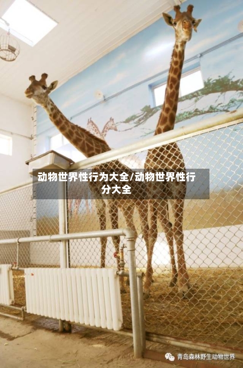 动物世界性行为大全/动物世界性行分大全