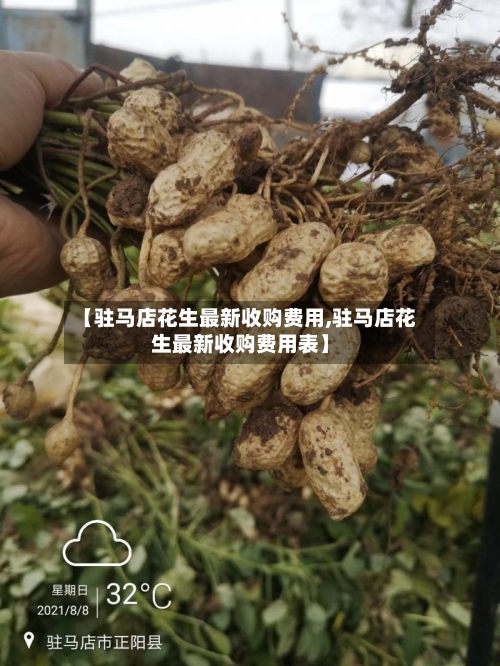 【驻马店花生最新收购费用,驻马店花生最新收购费用表】