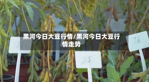 黑河今日大豆行情/黑河今日大豆行情走势-第2张图片