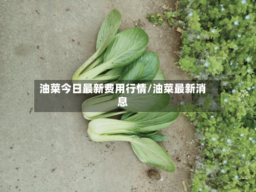 油菜今日最新费用行情/油菜最新消息