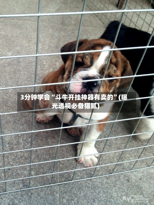 3分钟学会“斗牛开挂神器有卖的”(曝光透视必备猫腻)