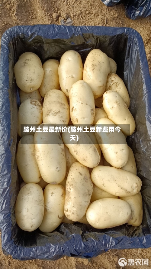 滕州土豆最新价(滕州土豆新费用今天)