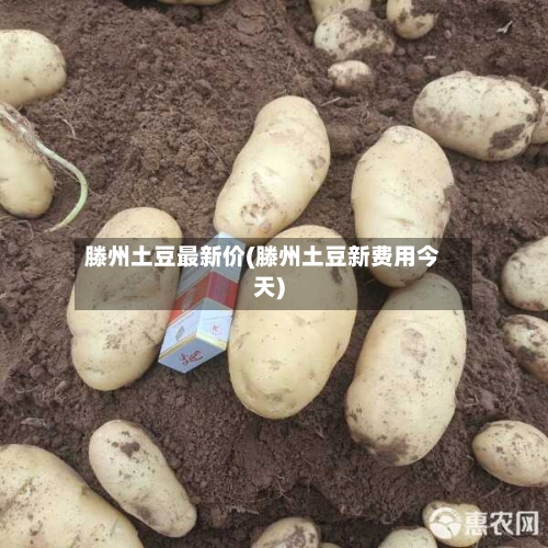滕州土豆最新价(滕州土豆新费用今天)-第2张图片