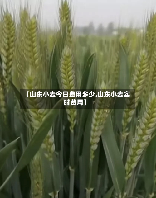 【山东小麦今日费用多少,山东小麦实时费用】