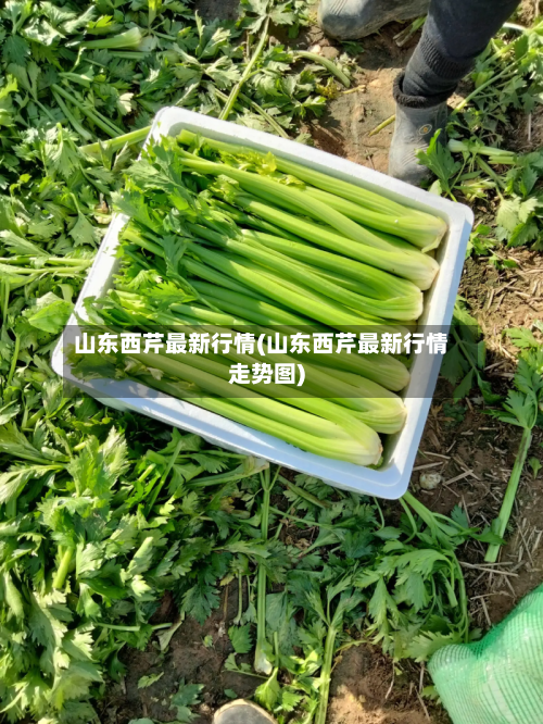山东西芹最新行情(山东西芹最新行情走势图)-第2张图片