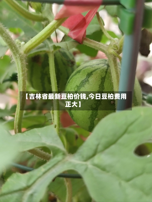 【吉林省最新豆柏价钱,今日豆柏费用正大】
