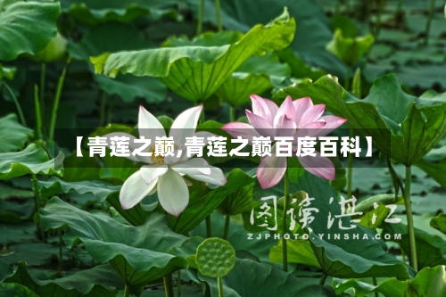 【青莲之巅,青莲之巅百度百科】