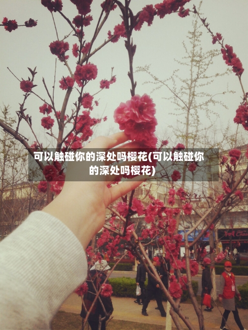 可以触碰你的深处吗樱花(可以触碰你的深处吗樱花)