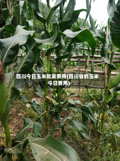 四川今日玉米批发费用(四川省的玉米今日费用)