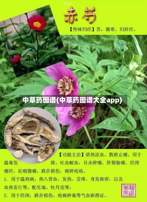 中草药图谱(中草药图谱大全app)-第2张图片