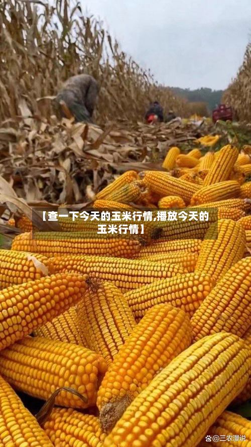 【查一下今天的玉米行情,播放今天的玉米行情】-第2张图片