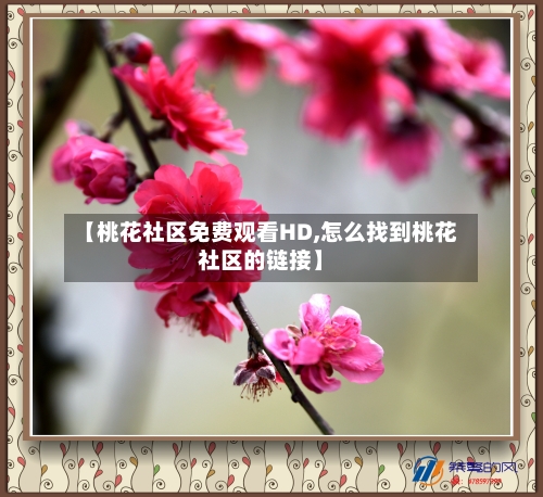 【桃花社区免费观看HD,怎么找到桃花社区的链接】-第3张图片