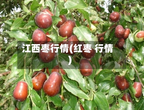 江西枣行情(红枣 行情)-第2张图片