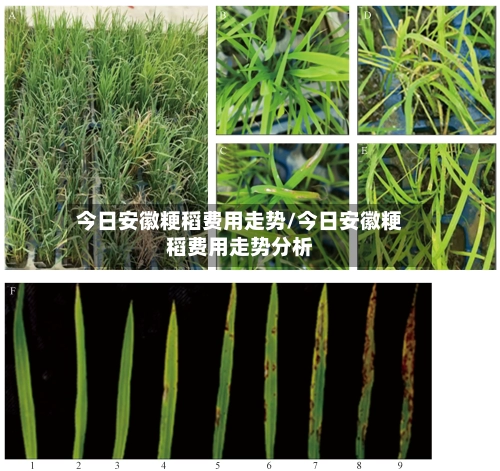 今日安徽粳稻费用走势/今日安徽粳稻费用走势分析
