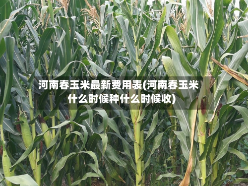 河南春玉米最新费用表(河南春玉米什么时候种什么时候收)-第2张图片