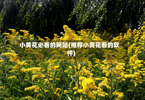 小黄花必看的网站(推荐小黄花看的软件)-第2张图片