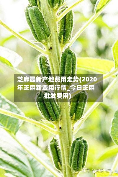 芝麻最新产地费用走势(2020年芝麻新费用行情_今日芝麻批发费用)