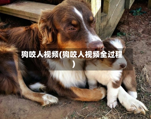 狗咬人视频(狗咬人视频全过程)
