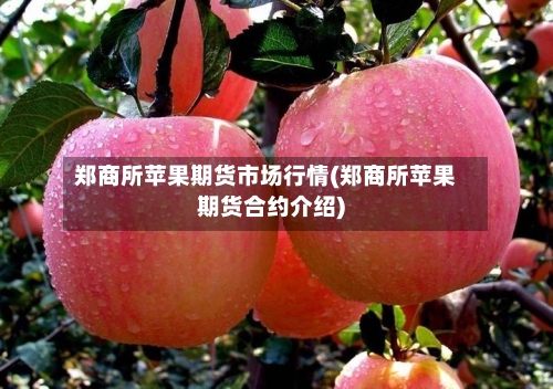 郑商所苹果期货市场行情(郑商所苹果期货合约介绍)-第3张图片